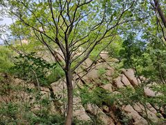 -大岭沟猕猴桃谷风景区