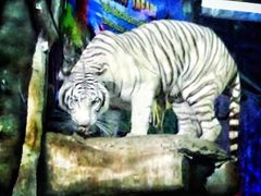 -清迈夜间动物园