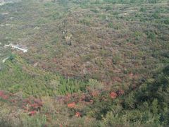 -五龙城郊森林公园