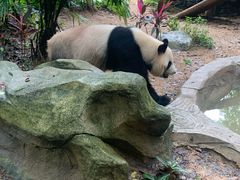 -深圳野生动物园