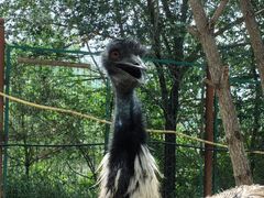 -青藏高原野生动物园