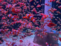 -海合安成都极地海洋公园