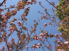 -高东镇樱花园