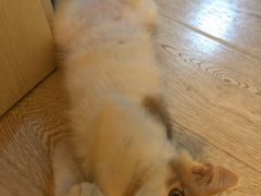 -纳吉亚猫专科动物诊疗中心(蒋宅口分院)