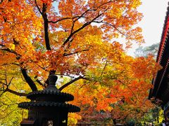-香山公园