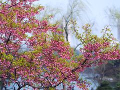 -上海鲁迅故居