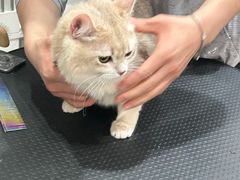 -翊宠yipet猫狗购宠庄园
