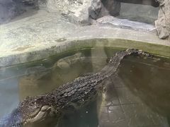 -上海大自然野生昆虫馆(东方明珠·爬宠昆虫探索中心)