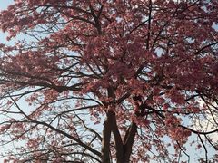 -风云岭森林公园