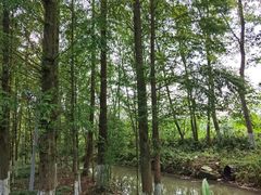 -桤木河湿地公园