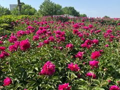 -曹州牡丹园