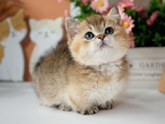 -小猫来了·猫舍(红山六九七九店)