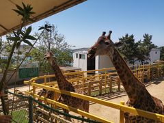 -西霞口神雕山野生动物世界