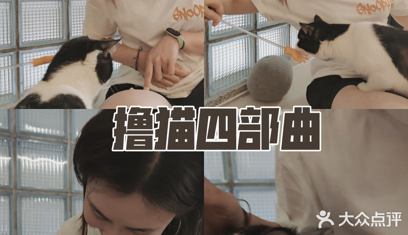 🔥别去东山口了！🐱这里的猫好粘人！！超好出片