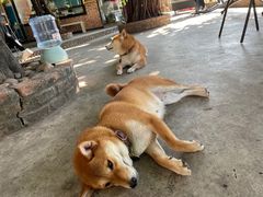 -柴犬高等学院·狗咖·柴犬售卖·宠物训练