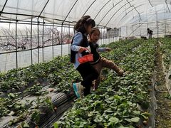 -新加坡伊顿上海马雅思幼儿园