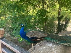 -西霞口神雕山野生动物世界