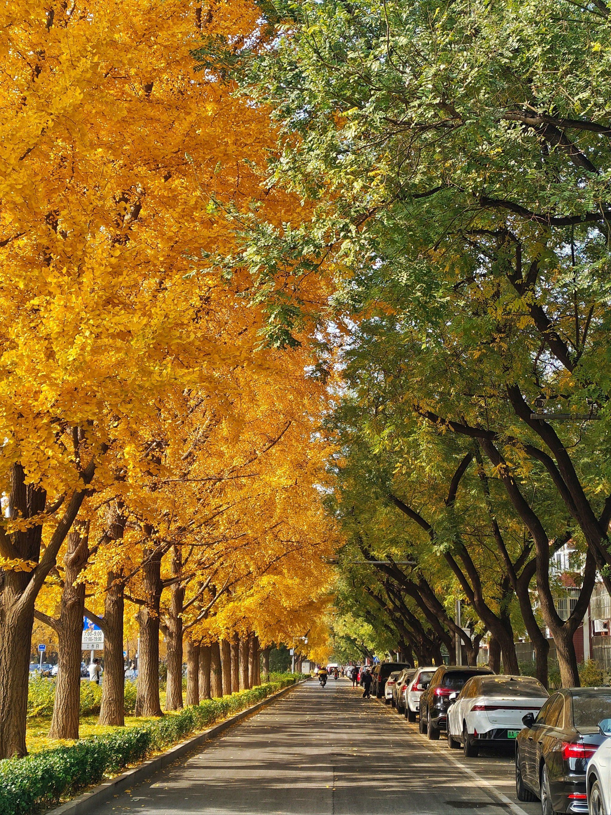 街边的金黄色风景