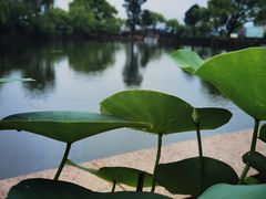 -无锡蠡湖国家湿地公园-蠡园