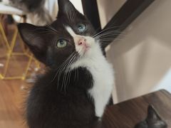 -楼上猫咖(罗湖店)