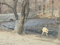 -沈阳森林动物园