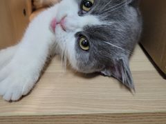 -小猫来了·猫舍(红山六九七九店)