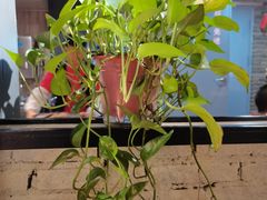 -一只羊烧烤(汤山店)