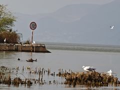-洱海月湿地公园