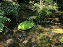 -绿光森林餐厅