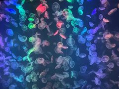 -烟台海昌鲸鲨海洋公园