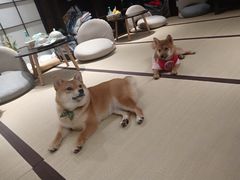 -逗柴咖啡屋·狗咖猫咖宠物桌游