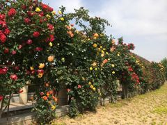 iphone_upload_pic-郑州植物园