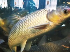 -淘米捞·米汤脆鲩鱼火锅(福田皇岗店)