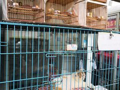-万商花鸟市场