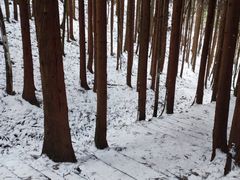 -武陵山森林公园