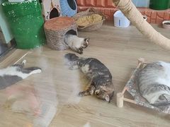 -牛喵喵铜锅牛肉馆