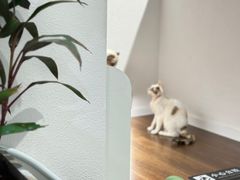 -琪喵猫屋·撸猫猫咖·猫舍