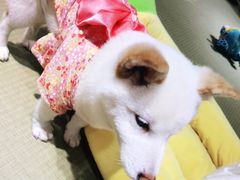 -逗柴咖啡屋·狗咖猫咖宠物桌游