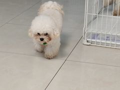 -翊宠yipet猫狗购宠庄园犬舍•猫舍