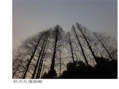 九溪烟树-九溪烟树