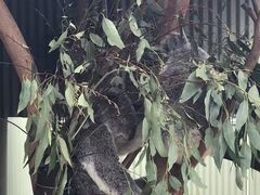 -费瑟代尔野生动物园