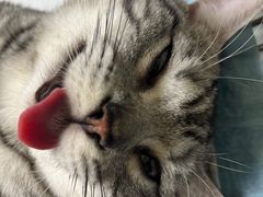 -乐琪宠物医院·犬猫专科·骨外科·急重症