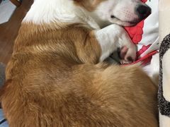 -爱宠屋pet shop·宠物洗澡·宠物美容