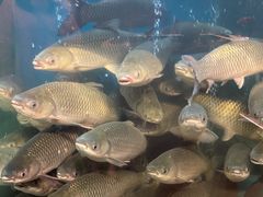 -淘米捞·米汤脆鲩鱼火锅(福田皇岗店)