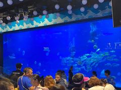 -烟台海昌鲸鲨海洋公园