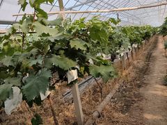 -马陆小张葡萄园农家乐