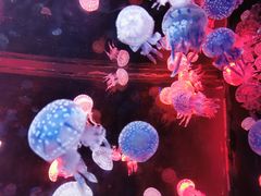 -烟台海昌鲸鲨海洋公园