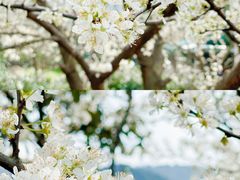 -树山生态村