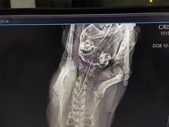 -恒幸动物医院·急重症转诊中心·神经内外科·CT核磁