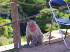 -岚山猴子公园